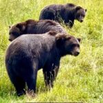 Anchorage: Bears, Beers, and Glacier Tour - The Itinerary in Detail