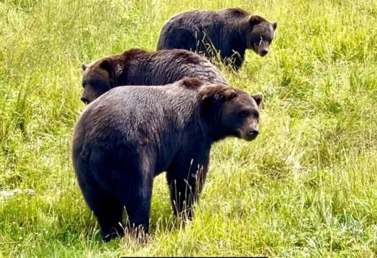 Anchorage: Bears, Beers, and Glacier Tour - The Itinerary in Detail