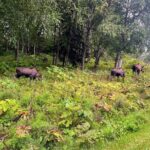 Anchorage Greenbelt Bike Tour - An In-Depth Look at the Anchorage Greenbelt Bike Tour