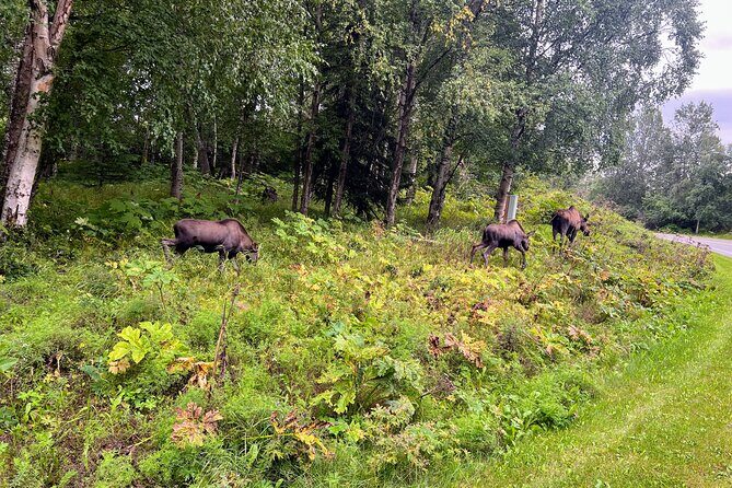 Anchorage Greenbelt Bike Tour - An In-Depth Look at the Anchorage Greenbelt Bike Tour