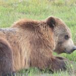 Anchorage: Portage Glacier and Wildlife Explorer Cruise - Real Traveler Insights: Pros and Cons