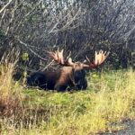 Anchorage: Wildlife Conservation Center & Portage Valley - The Wildlife Conservation Center: What to Expect