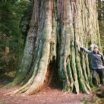 Ancient Trees of Vancouver Walking Tour - What’s the Experience Like?