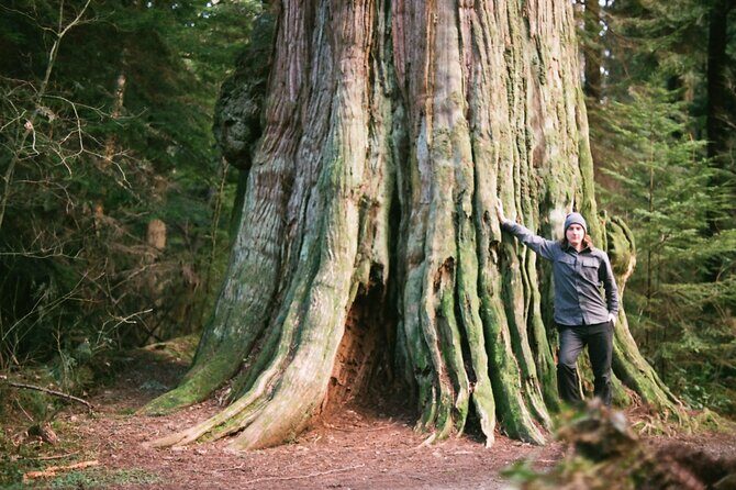 Ancient Trees of Vancouver Walking Tour - What’s the Experience Like?