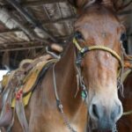 Animas colomitos snorkeling all inclusive - A Deep Dive into the Experience