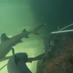 Anna Bay: Irukandji Entry Pass with Reef Shark Encounter - The Experience: Value, Duration, and Atmosphere