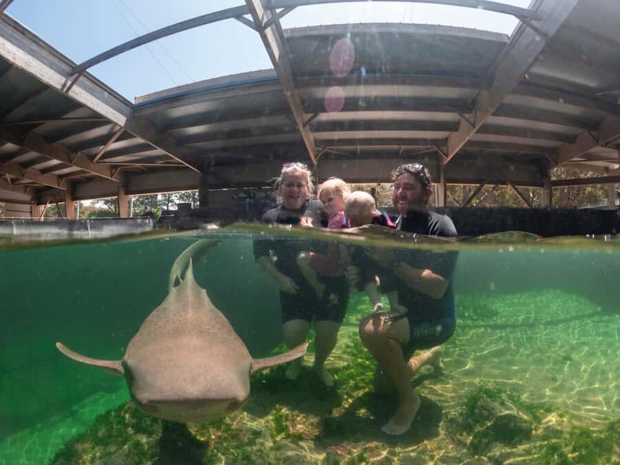 Anna Bay: Irukandji Entry Pass with Zebra Shark Encounter - The Experience: Breaking Down the Highlights