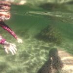 Anna Bay: Irukandji Entry with Zebra Shark Snorkel - What You Can Expect During the Tour