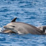 Anna Maria Island Dolphin Sightseeing Adventure - Who Should Consider This Tour?