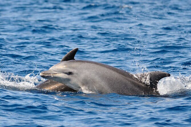 Anna Maria Island Dolphin Sightseeing Adventure - Who Should Consider This Tour?