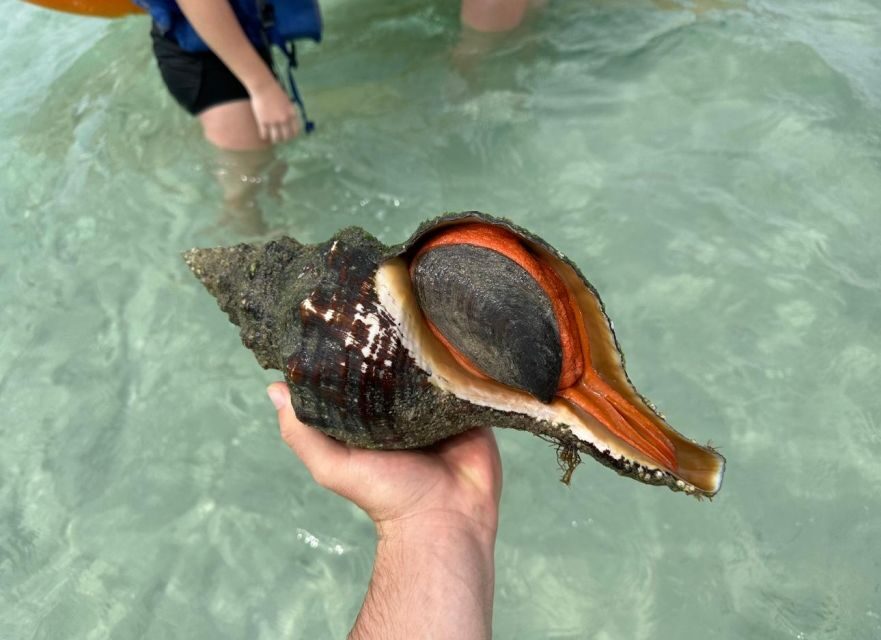 Anna Maria Island: The Island Kayak Tour - The Bottom Line: Is It Right for You?