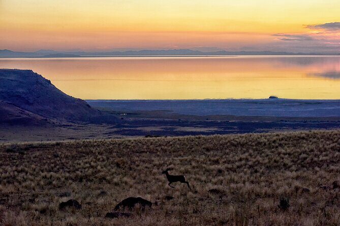 Antelope Island Wildlife Expedition Great Salt Lake Adventure - A Deeper Look at the Antelope Island Wildlife Expedition