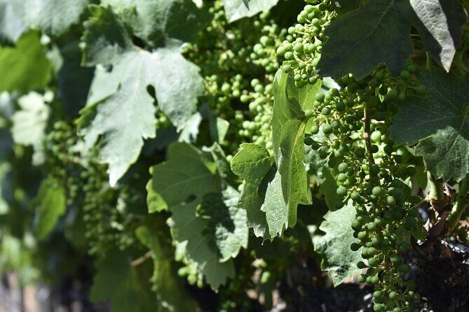 Apple Hill Wine Tasting Tours And Placerville wine tasting tours - What Travelers Can Expect