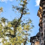 ARCHITECTURAL TOUR in Coyoacán - small groups - What Travelers Are Saying (Based on Available Reviews)