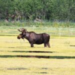 Arctic Day: Yukon Wildlife & Hot Springs Tour | half day - Group Size, Transportation, and Timing