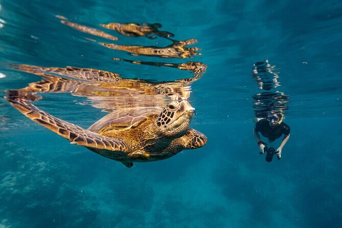 Ariki Adventures: Premium Sea Scooter Turtle Adventure - Who Should Consider This Tour?