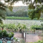 Arizona Winery All-Inclusive Tour with Lunch & Tastings - What You Can Expect from the Experience