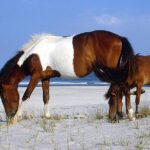 Assateague Island Cruise Departs from Ocean Pines - What Travelers Are Saying