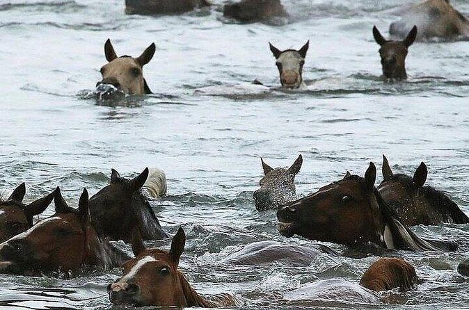 Assateague Island Kayak Tours and Ponies Experience - What Travelers Are Saying (Based on Reviews)