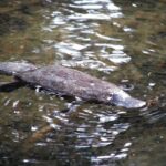 Atherton Tablelands Rain Forest by Night from Cairns - Exploring the Rainforest in Daylight