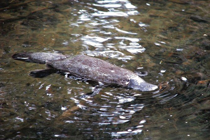 Atherton Tablelands Rain Forest by Night from Cairns - Exploring the Rainforest in Daylight