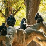 Atlanta: Zoo Atlanta General Admission Ticket - Highlights You Should Know