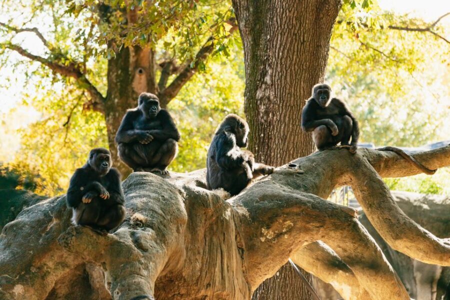 Atlanta: Zoo Atlanta General Admission Ticket - Highlights You Should Know