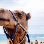 ATV & Camel Ride Tour on Migriño Beach - What Travelers Are Saying