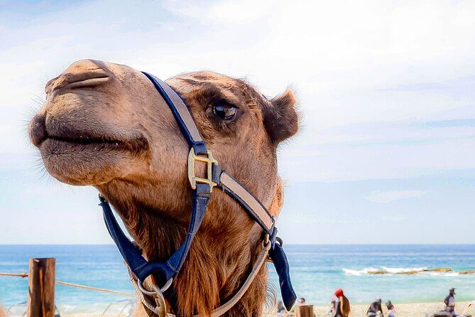 ATV & Camel Ride Tour on Migriño Beach - What Travelers Are Saying