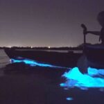 Auckland Bioluminescence Kayak Tour - The Value of This Tour