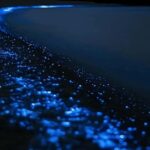Auckland: Bioluminescence Kayak Tour with Guide - Who Will Love This Tour?