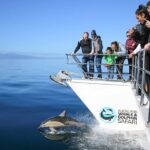 Auckland Dolphin and Whale Watching Eco-Safari Cruise - The Pros and Cons