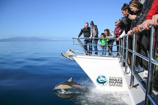 Auckland Dolphin and Whale Watching Eco-Safari Cruise - The Pros and Cons