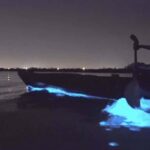 Auckland: Night Kayak Tour in Glowing Bioluminescent Waters - The Experience in Detail