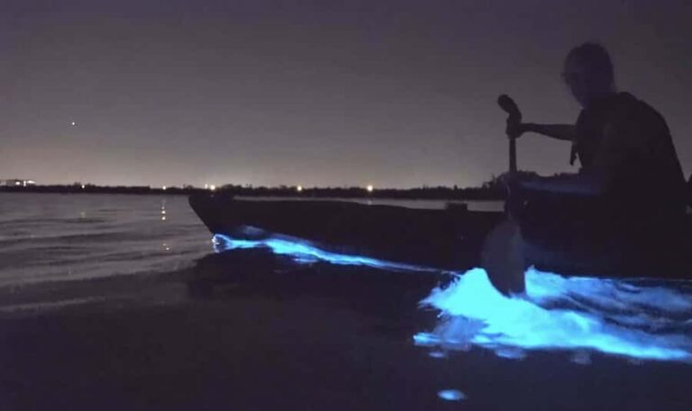 Auckland: Night Kayak Tour in Glowing Bioluminescent Waters - The Experience in Detail