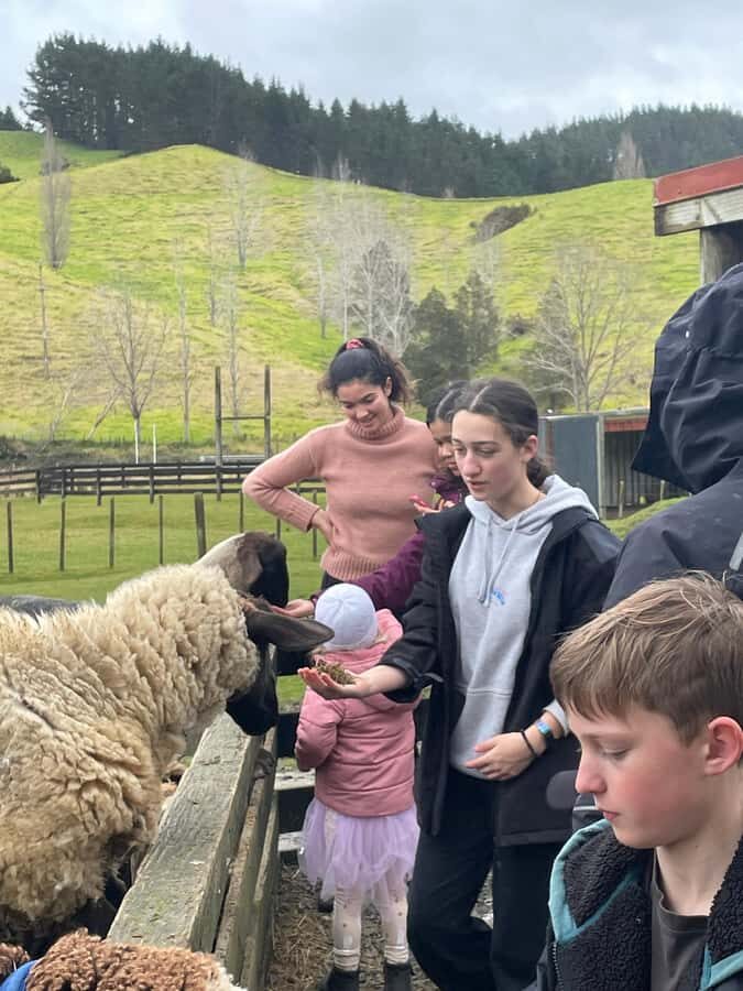 Auckland: Sheepworld, Honey Centre, & Kauri Trail Tour - What Past Participants Say