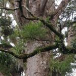 Auckland Sights Exclusive 8 Hour Luxury Day Tour - Final Thoughts