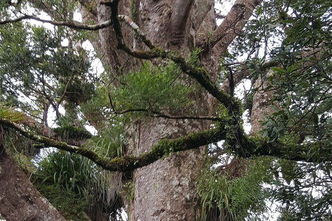 Auckland Sights Exclusive 8 Hour Luxury Day Tour - Final Thoughts