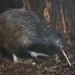 Auckland (Tawharanui): Wild Kiwi Bird Spotting Encounter - The Itinerary Breakdown
