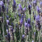 Auckland: Waiheke Island Luxury Experience Private Tour - How the Experience Measures Up