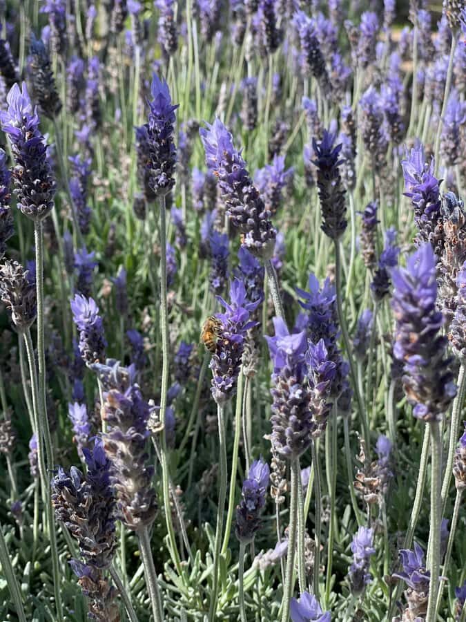 Auckland: Waiheke Island Luxury Experience Private Tour - How the Experience Measures Up