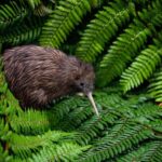 Auckland: Waitomo Caves & Te Puia Rotorua w Picnic Lunch - Frequently Asked Questions