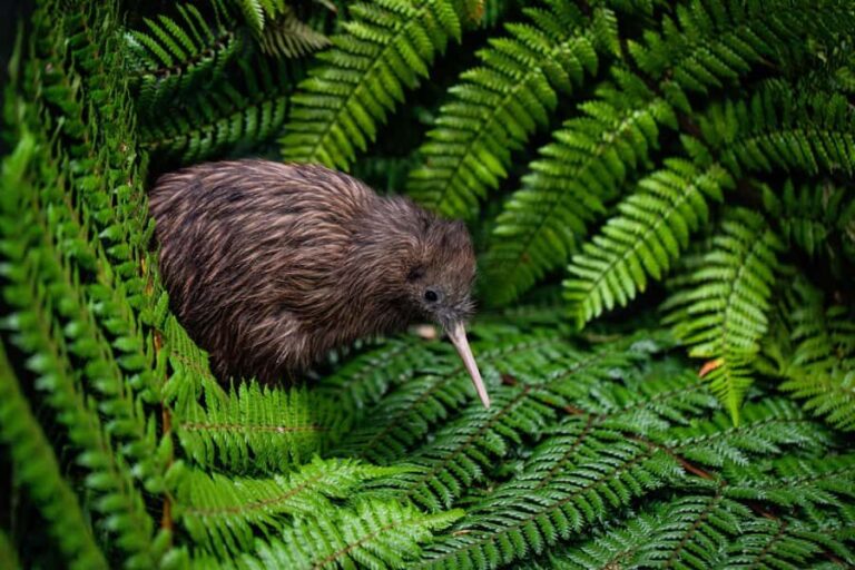 Auckland: Waitomo Caves & Te Puia Rotorua w Picnic Lunch - Frequently Asked Questions