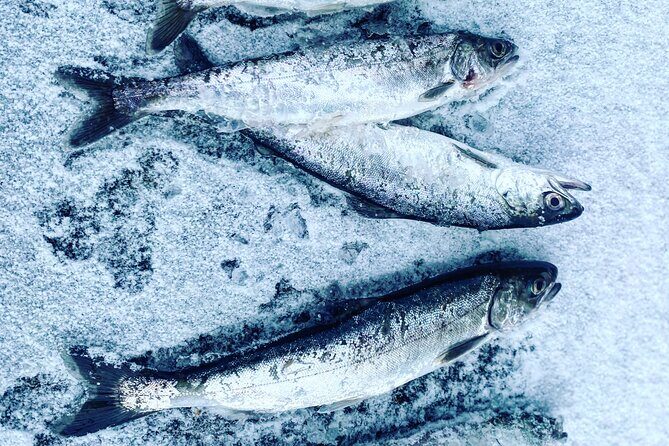 "Aurora Ice" - Ice Fishing & Salmon Dinner Tour - The Fishing Experience