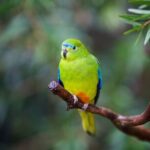 Australian Experience at Werribee Open Range Zoo - excl. entry - The Wildlife Encounters: What You’ll See and Experience