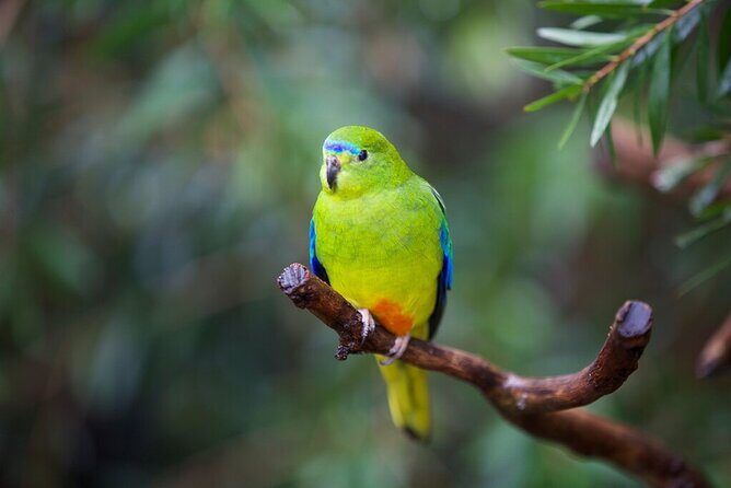 Australian Experience at Werribee Open Range Zoo - excl. entry - The Wildlife Encounters: What You’ll See and Experience