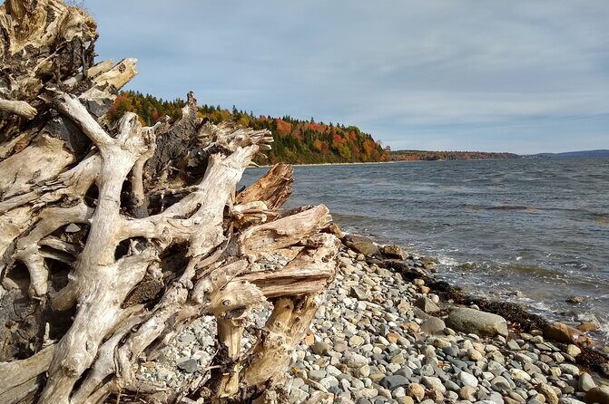 Autumn in Acadia National Park Private Leaf Peeper Driving Tour - The Experience from a Traveler’s Perspective