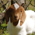 Baby Goat Cuddling and Wine Tour - The Itinerary Breakdown