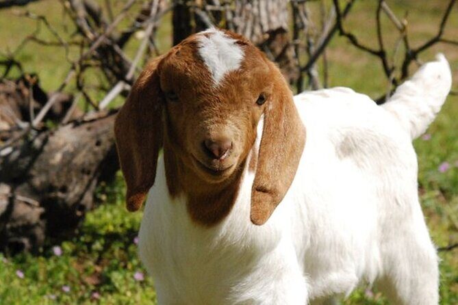 Baby Goat Cuddling and Wine Tour - The Itinerary Breakdown