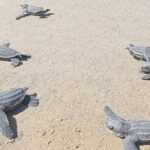 Baby Sea Turtle Releasing Sightseeing Tour with Luis de la Maza - The Transport and Group Size